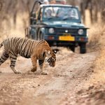 Kaziranga Safari Guide: Best Zones, Timings, and What to Expect?