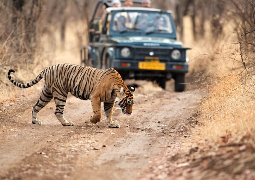 Kaziranga Safari Guide: Best Zones, Timings, and What to Expect?